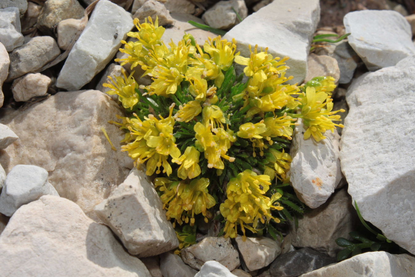 Draba hoppeana / Draba di Hoppe